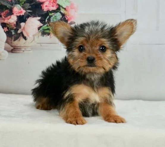 regalo yorkshire cuccioli introvabili cuccioli di yorkshire intelligenti e dolcissimi attaccati al p