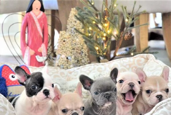 cuccioli bulldog francese maschi e femmine