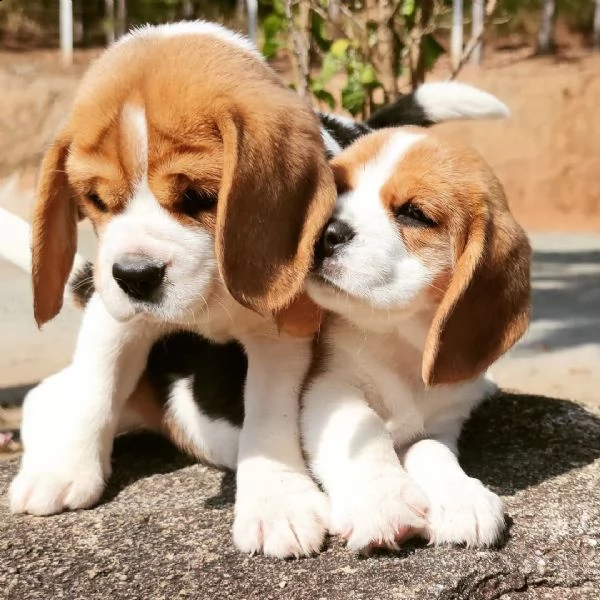 regalo cuccioli dolce e bella beagle stiamo dandoquesti nostri cuccioli sani maschi e femmine in un 