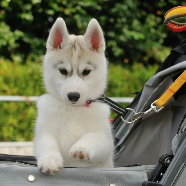 regalo siberian husky con pedigree consegna con : libretto sanitario, vaccini certificati dal veteri