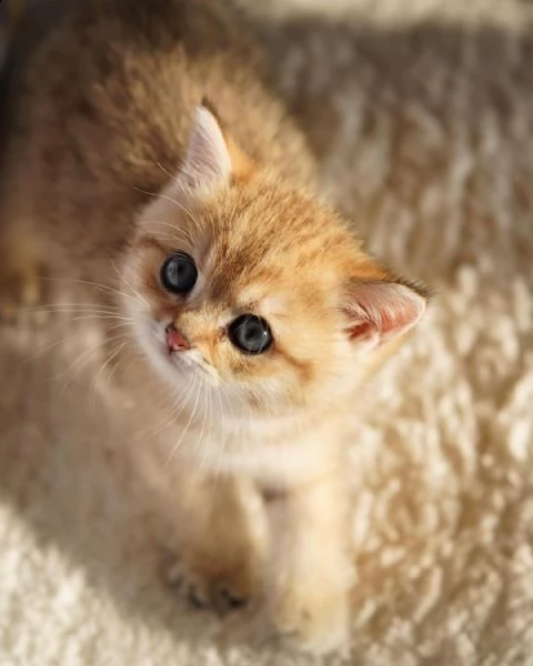 consegna regalo gattino di razza di exotic shorthair con libretto sanitario,   microchip, vaccinato 