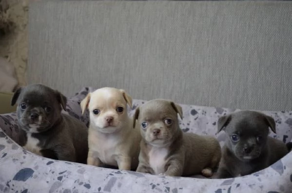regalo bellissimi cuccioli di chihuahua in adozione gratuita