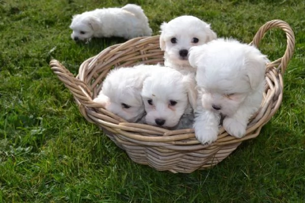 regalo shih tzu cuccioli introvabili cuccioli di shih tzu intelligenti e dolcissimi attaccati al pad | Foto 0