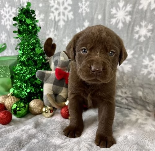 regalo bellissimi cuccioli di labrador per natale