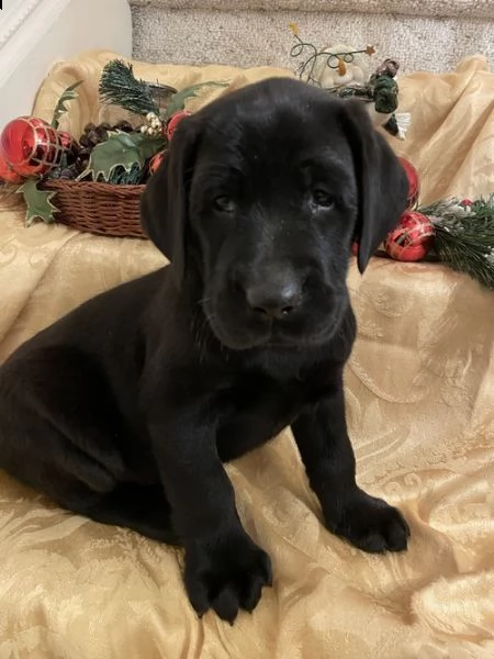 regalo bello labrador  cuccioli maschi e femmine per natale