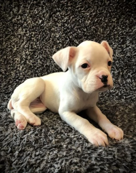 regalo cuccioli di boxer per natale