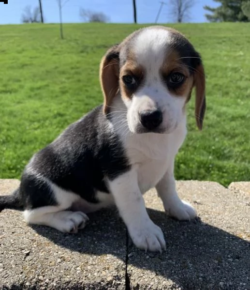 beagle cuccioli introvabili cuccioli di beagle intelligenti e dolcissimi attaccati al padrone cuccio