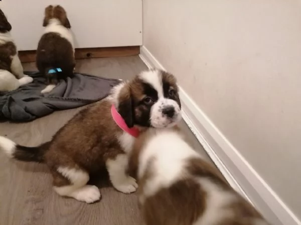 regalo dorberman cuccioli introvabili cuccioli di dorberman intelligenti e dolcissimi attaccati al p | Foto 0