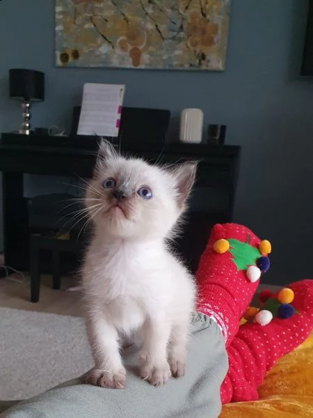 gattino siamese maschio e femmina