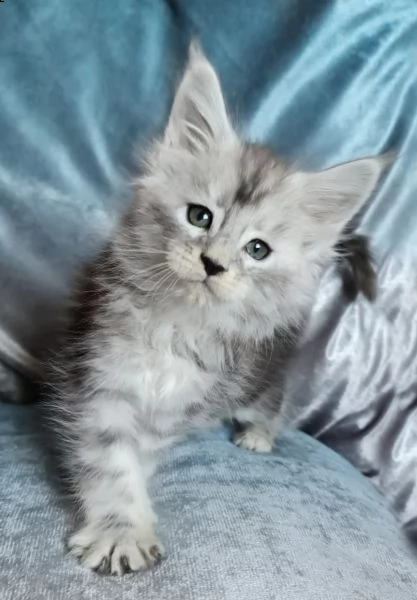 cuccioli maine coon bellissimi disponibili