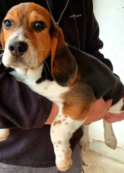 beagle cuccioli taglia piccola