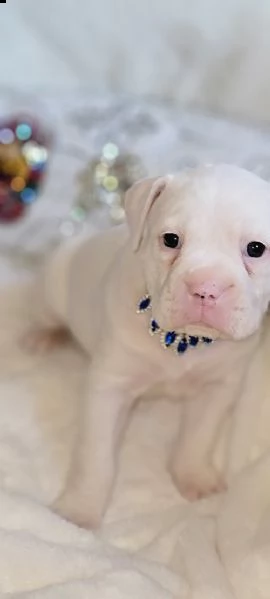 regalo cuccioli di boxer per natale