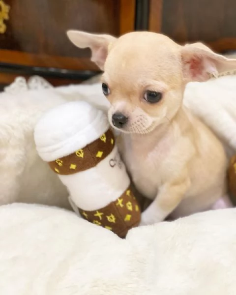 cuccioli di chihuahua giocherelloni