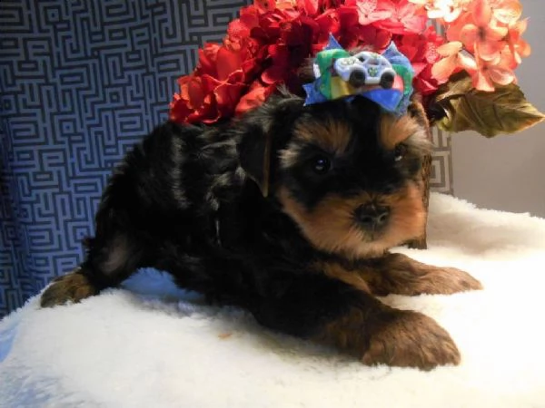cucciolata di york shire mini toy 
