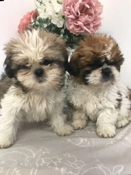 male and female shih tzu puppies for sale