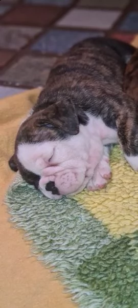 cuccioli di bulldog inglese disponibili