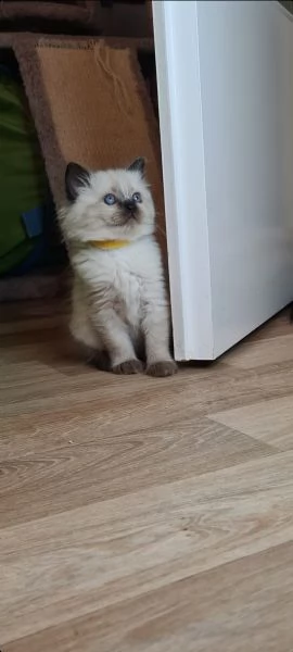 dolcissimi cuccioli ragdoll