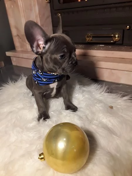 bulldog - bouledogue francese blu cuccioli