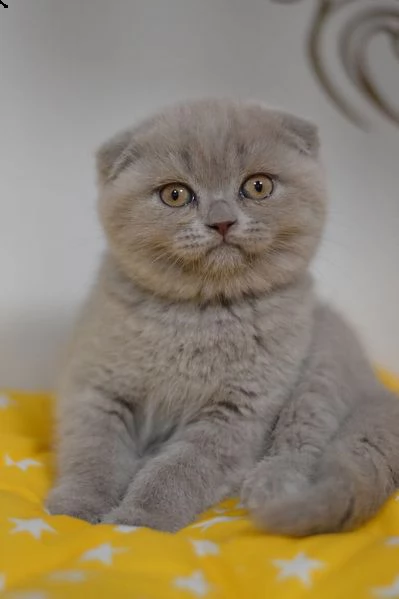 scottish fold e straight con pedigree