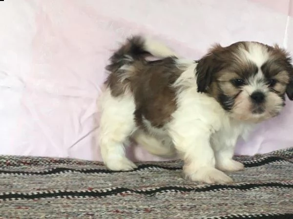 cuccioli di shih tzu