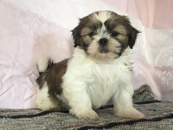 cuccioli di shih tzu | Foto 2