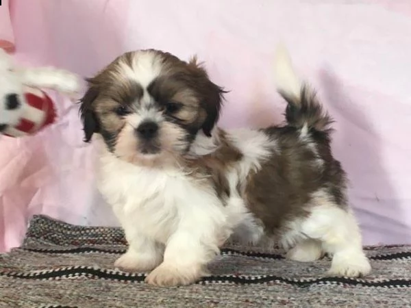 cuccioli di shih tzu | Foto 1