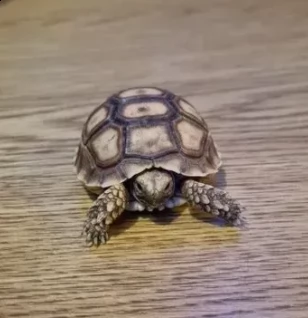 tartaruga sulcata di 6 mesi | Foto 1