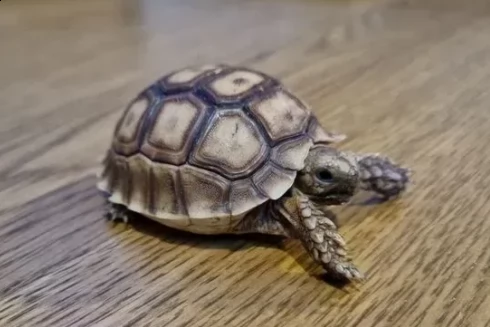 tartaruga sulcata di 6 mesi | Foto 0