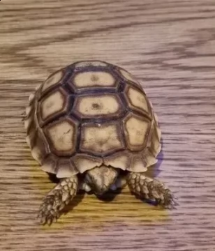 tartaruga sulcata di 6 mesi