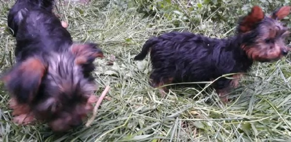 beautiful yorkshire puppies male and female left  | Foto 1