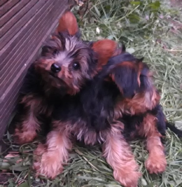 beautiful yorkshire puppies male and female left  | Foto 0