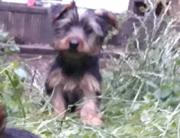beautiful yorkshire puppies male and female left 