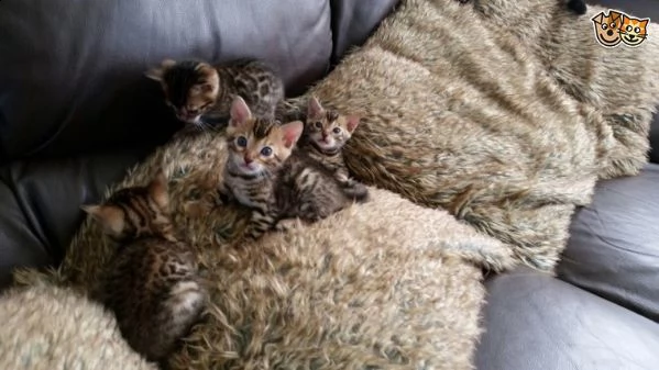 splendidi cuccioli bengala per natale | Foto 0