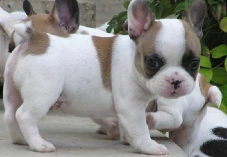 cucciolo bulldog & bouledogue francese cuccioli blu
