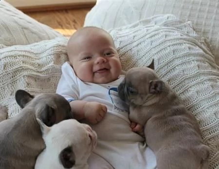 cuccioli di bulldog francese in regalo | Foto 0