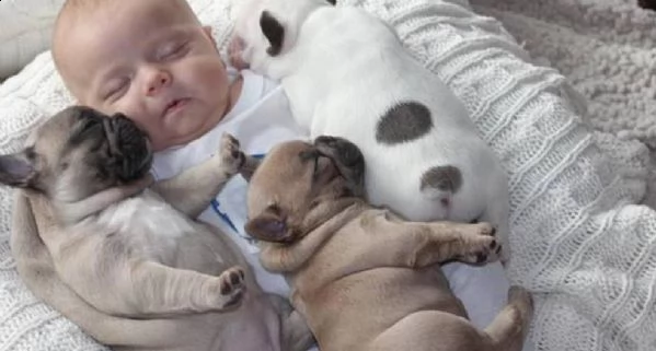 cuccioli di bulldog francese in regalo