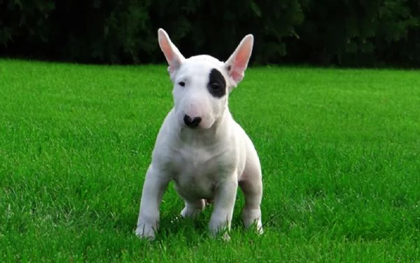 bulldog inglese cuccioli introvabili cuccioli di bulldog inglese albicoca intelligenti e dolcissimi  | Foto 0