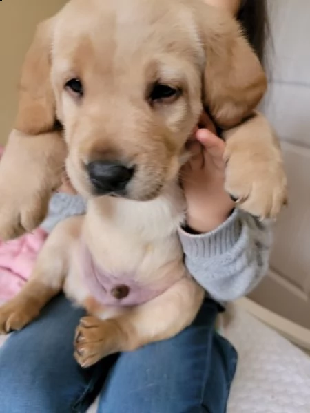 regalo bellissimi cuccioli di labrador per natale