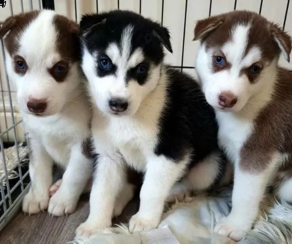 regalo cuccioli siberian husky  maschio e femmina per natale