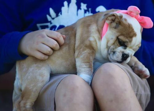 regalo bulldog inglese cuccioli con pedigree per natale