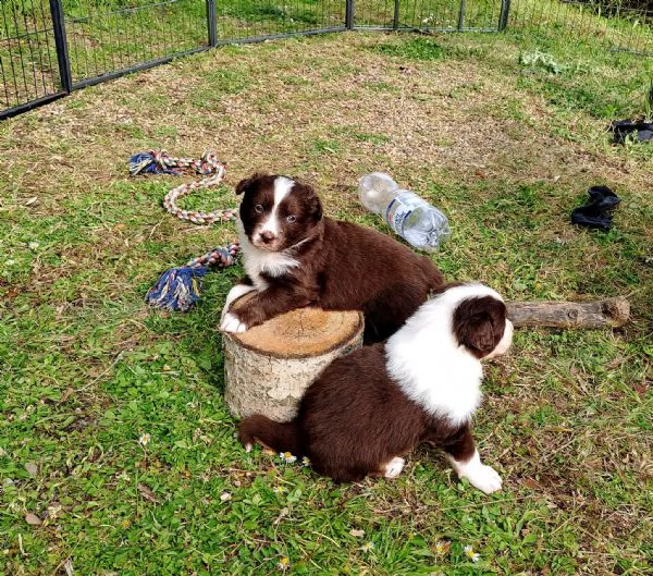 cuccioli pastore australiano con pedigree  | Foto 0
