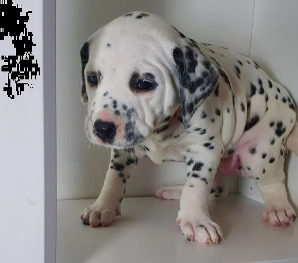 regalo dalmata cuccioli per natale