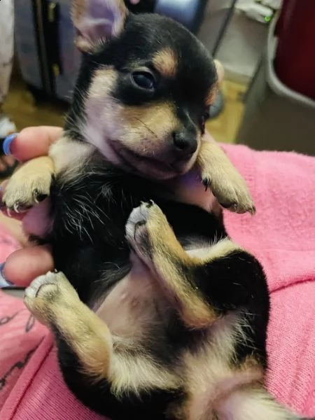 regalo chihuahua meravigliosi