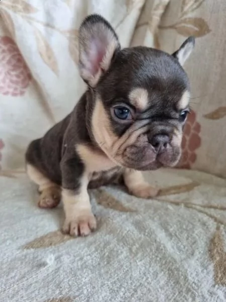  cuccioli di bulldog francese per l'adozione per natale