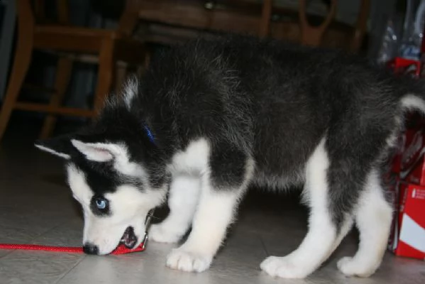 cuccioli di siberian  husky con pedigree enci | Foto 2