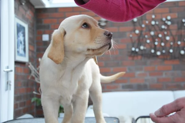 belllissimi cuccioli di labrador retriever