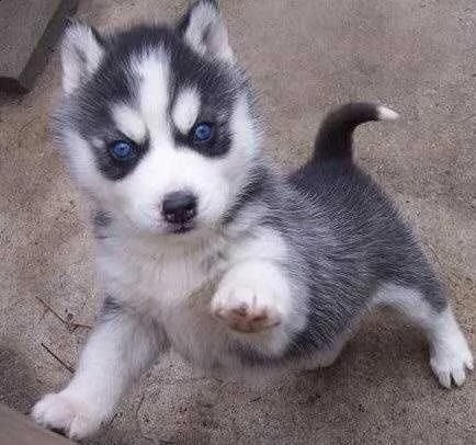 cuccioli di siberian husky