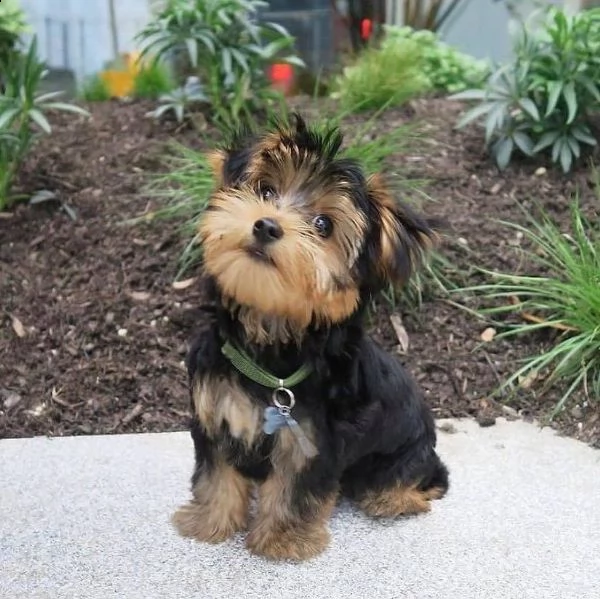 shih tzu gli animali domestici hanno avuto una bellissima cucciolata di bellissimi cuccioli bianchi 