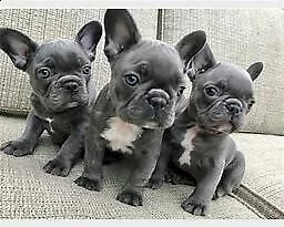 cuccioli di bull dog francese