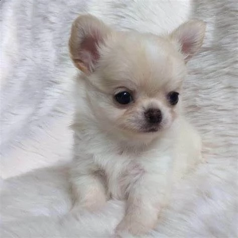 cuccioletto di spitz e chihahaha